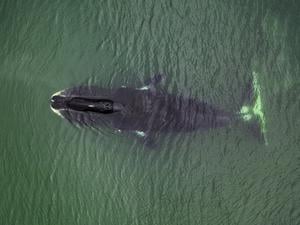 Grönlandwale können ihr Erbgut vor krebsauslösenden Veränderungen schützen.