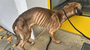 Deutlich abgemagert: Der Hund wurde mit hoher Wahrscheinlichkeit über einen längeren Zeitraum vernachlässigt.