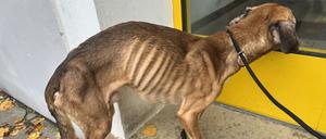 Deutlich abgemagert: Der Hund wurde mit hoher Wahrscheinlichkeit über einen längeren Zeitraum vernachlässigt.