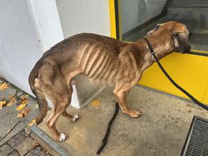 Deutlich abgemagert: Der Hund wurde mit hoher Wahrscheinlichkeit über einen längeren Zeitraum vernachlässigt.