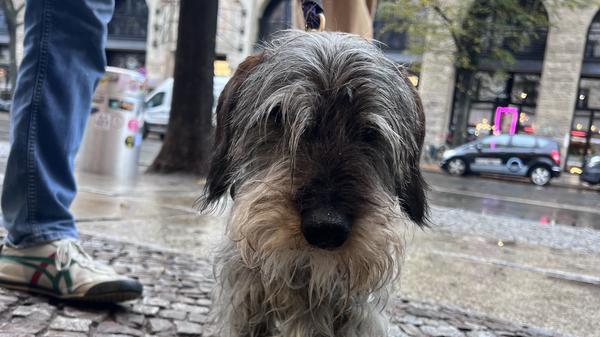 Otto Solms‘ Dackel Emil wurde auf der Oranienburger Straße angegriffen. Der Halter des fremden Hundes ist verschwunden. Credit: Niklas Bessenbach.