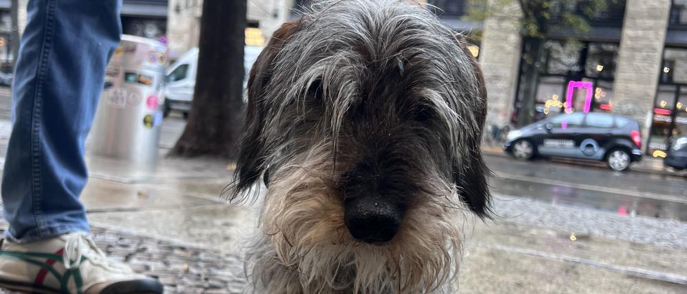 Otto Solms‘ Dackel Emil wurde auf der Oranienburger Straße angegriffen. Der Halter des fremden Hundes ist verschwunden. Credit: Niklas Bessenbach.