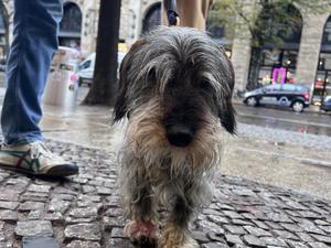 Otto Solms‘ Dackel Emil wurde auf der Oranienburger Straße angegriffen. Der Halter des fremden Hundes ist verschwunden. Credit: Niklas Bessenbach.