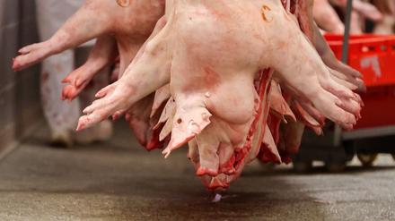 Schweinehälften hängen in einem Schlachtbetrieb.  Symbolbild