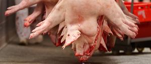Schweinehälften hängen in einem Schlachtbetrieb.  Symbolbild