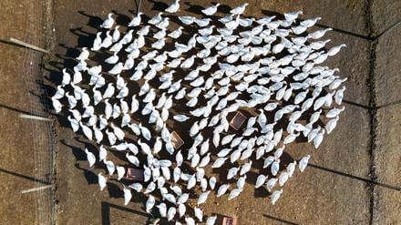 In Brandenburg sind neue Fälle von Vogelgrippe nachgewiesen worden. (Archivbild)