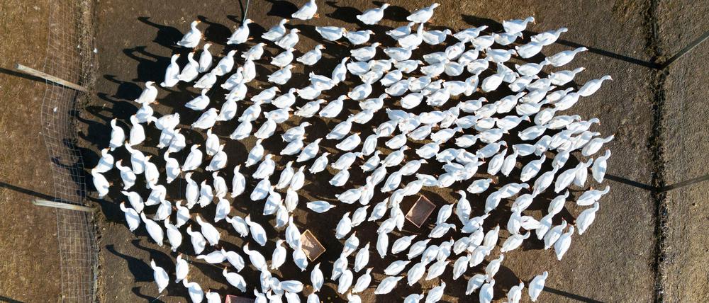 In Brandenburg sind neue Fälle von Vogelgrippe nachgewiesen worden. (Archivbild)