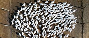 In Brandenburg sind neue Fälle von Vogelgrippe nachgewiesen worden. (Archivbild)