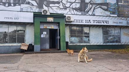 Ein Straßenhund in Tschernobyl.