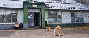 Ein Straßenhund in Tschernobyl.