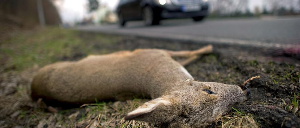 In der dunklen Jahreszeit kommt es häufig zu Wildtierunfällen. (Archivbild)