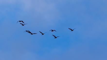 Die Vogelgrippe weitet sich in Brandenburg aus. (Symbolbild)