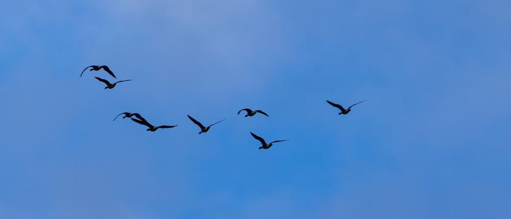 Die Vogelgrippe weitet sich in Brandenburg aus. (Symbolbild)