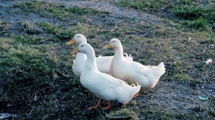10.000 Pekingenten hält ein Geflügelbetrieb, in dem das Virus nachgewiesen wurde. 