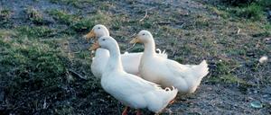 10.000 Pekingenten hält ein Geflügelbetrieb, in dem das Virus nachgewiesen wurde. 