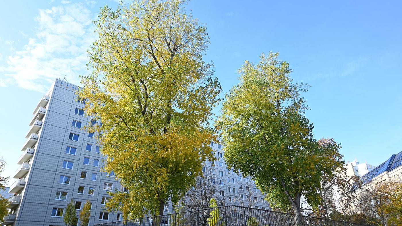 Klimapolitik-Baumgesetz-soll-Berlin-gr-ner-machen