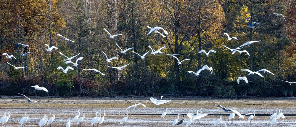 Temperaturen bis zu 12 Grad werden laut DWD am Montag in der Region Berlin-Brandenburg erwartet. (Symbolbild)