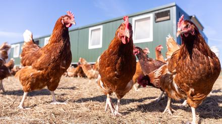 Legehennen vor einem Hühnerstall eines Biohofs in Hessen.