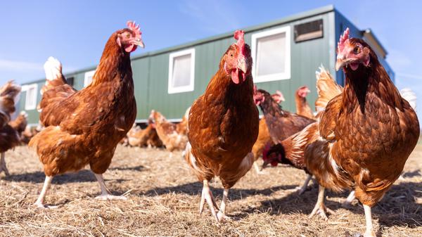 Legehennen vor einem Hühnerstall eines Biohofs in Hessen.