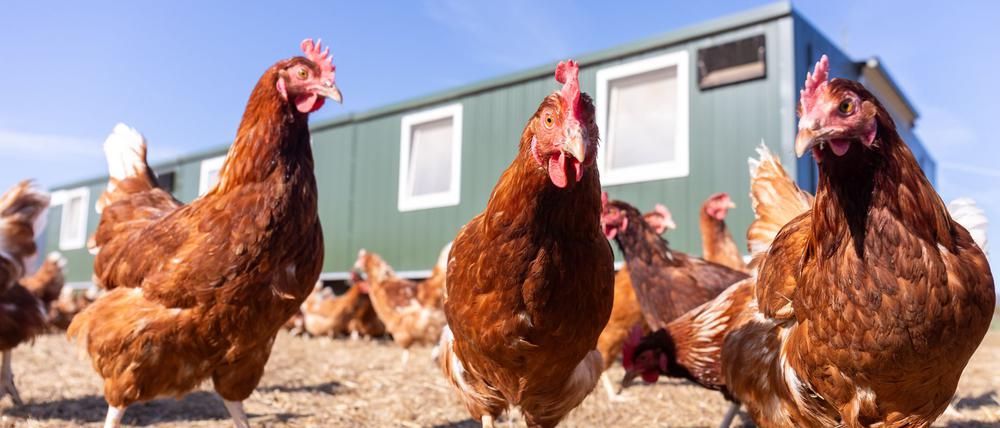 Legehennen vor einem Hühnerstall eines Biohofs in Hessen.
