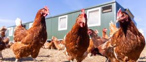 Legehennen vor einem Hühnerstall eines Biohofs in Hessen.