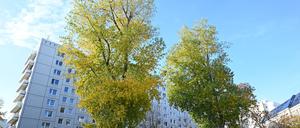 Laut dem neuen Klimaanpassungsgesetz soll es in Berlin bis 2040 eine Million Bäume geben.