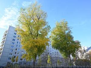 Laut dem neuen Klimaanpassungsgesetz soll es in Berlin bis 2040 eine Million Bäume geben.