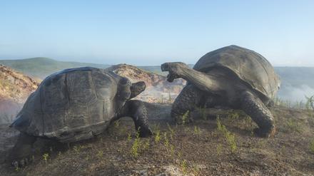 Alcedo-Riesenschildkröten (Chelonoidis vandenburghi) am Alcedo-Vulkan auf Isabela, der größten Insel des Archipels.