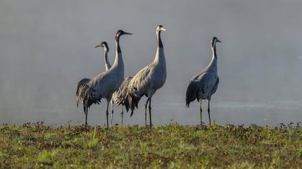 Die Vogelgrippe breitet sich erneut aus – erstmals sind auch Kraniche betroffen.
