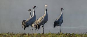Die Vogelgrippe breitet sich erneut aus – erstmals sind auch Kraniche betroffen.