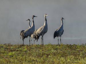 Die Vogelgrippe breitet sich erneut aus – erstmals sind auch Kraniche betroffen.