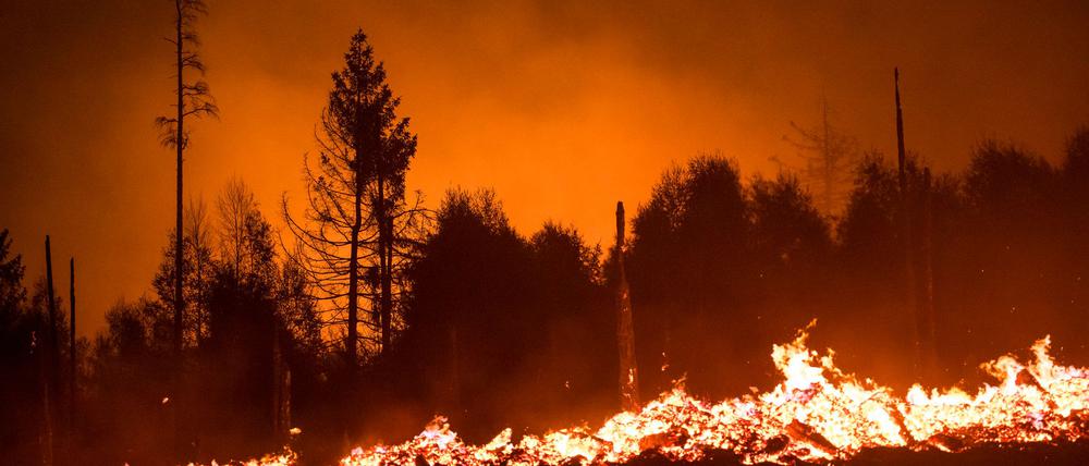 Die Waldbrandgefahr steigt mit dem Klimawandel, da Dürren häufiger werden. (Illustration)