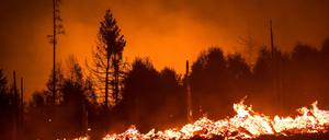 Die Waldbrandgefahr steigt mit dem Klimawandel, da Dürren häufiger werden. (Illustration)