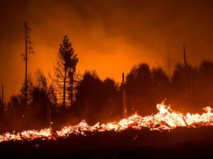 Die Waldbrandgefahr steigt mit dem Klimawandel, da Dürren häufiger werden. (Illustration)