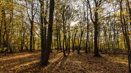 Das Wetter lädt weiterhin zu einem Herbstspaziergang ein. (Symbolbild)