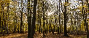 Das Wetter lädt weiterhin zu einem Herbstspaziergang ein. (Symbolbild)