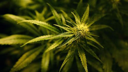 ARCHIV - 01.12.2009, Großbritannien, London: ILLUSTRATION - Eine Cannabis-Pflanze blüht. (zu dpa: «Fahnder finden zehn Kilo Marihuana in Auto auf A8») Foto: Gareth Fuller/PA Wire/dpa +++ dpa-Bildfunk +++