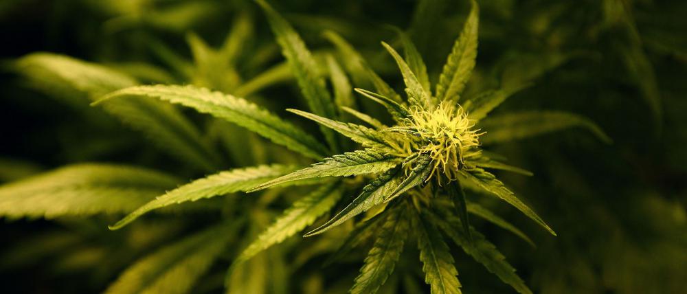 ARCHIV - 01.12.2009, Großbritannien, London: ILLUSTRATION - Eine Cannabis-Pflanze blüht. (zu dpa: «Fahnder finden zehn Kilo Marihuana in Auto auf A8») Foto: Gareth Fuller/PA Wire/dpa +++ dpa-Bildfunk +++