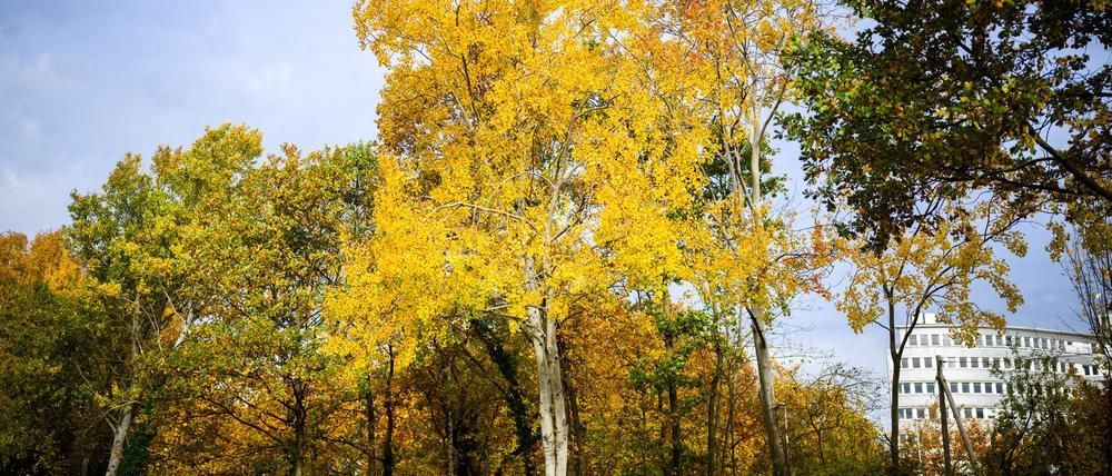 Die Zitterpappel (Populus tremula) - auch Espe oder Aspe genannt -  ist Baum des Jahres 2026. 