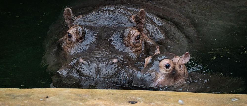 Ende September brachte Flusspferd-Mama „Nala“ den kleinen Bullen auf die Welt.