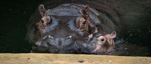 Ende September brachte Flusspferd-Mama „Nala“ den kleinen Bullen auf die Welt.