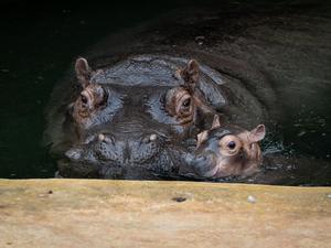 Ende September brachte Flusspferd-Mama „Nala“ den kleinen Bullen auf die Welt.