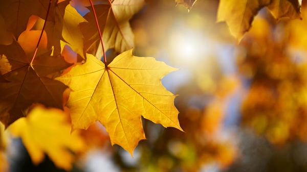 Die meisten der betroffenen Bäume seien in einem guten Zustand, kritisiert der BUND. (Symbolbild)