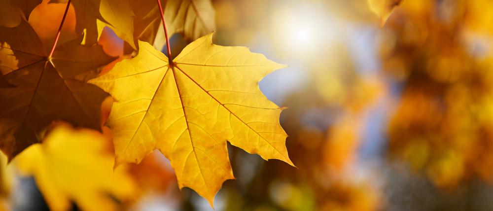 Die meisten der betroffenen Bäume seien in einem guten Zustand, kritisiert der BUND. (Symbolbild)