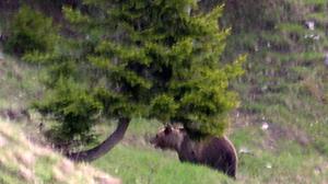 Das Foto zeigt den Braunbären „JJ1“, auch bekannt als „Problembär Bruno“, aufgenommen vom Hüttenwirt der Gehrenalpe bei Reutte in Tirol in Österreich. (Symbolbild)