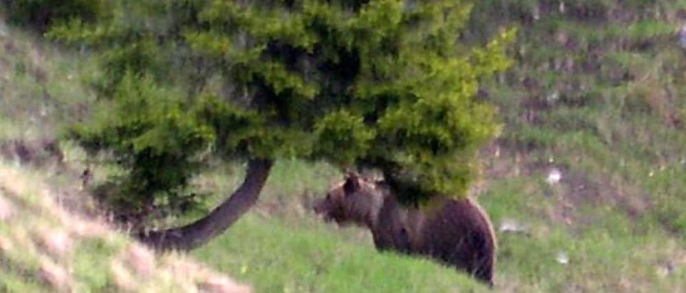 Das Foto zeigt den Braunbären „JJ1“, auch bekannt als „Problembär Bruno“, aufgenommen vom Hüttenwirt der Gehrenalpe bei Reutte in Tirol in Österreich. (Symbolbild)