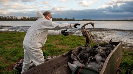 In Brandenburg gibt das Landwirtschaftsministerium keine Entwarnung bei der Vogelgrippe. (Archivbild)