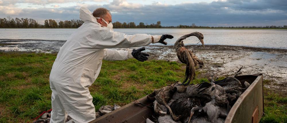 In Brandenburg gibt das Landwirtschaftsministerium keine Entwarnung bei der Vogelgrippe. (Archivbild)