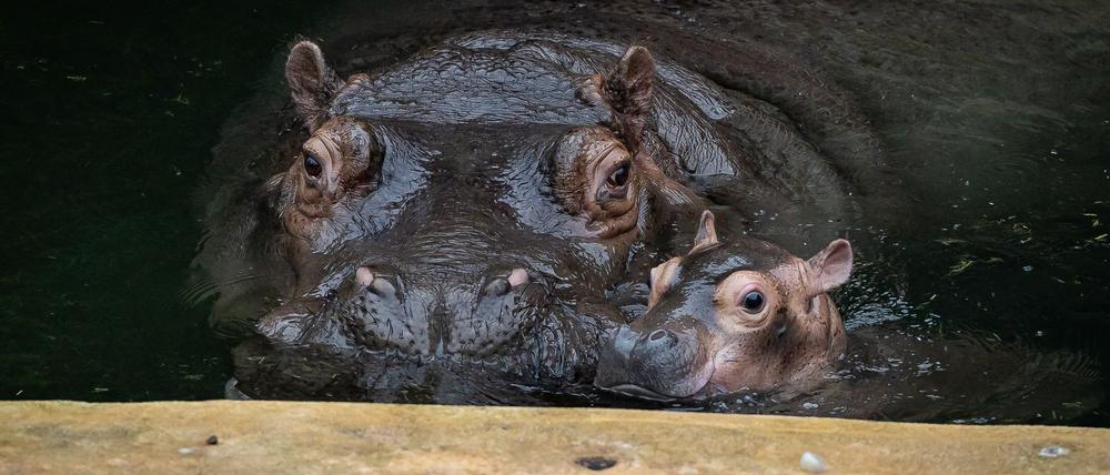 Ende September brachte Flusspferd-Mama Nala den kleinen Bullen auf die Welt.