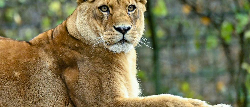 Gibt es für die fünf verbleibenden Löwen noch Hoffnung? (Archivbild)